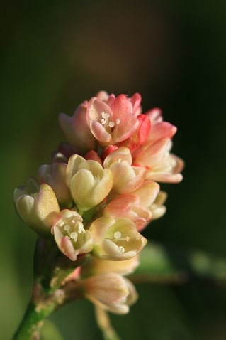 Polygonum persicaria - Renouée persicaire