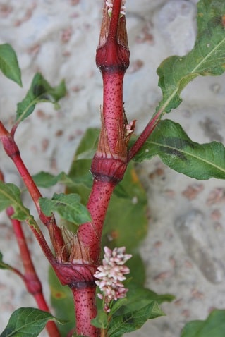 Polygonum persicaria - Renouée persicaire