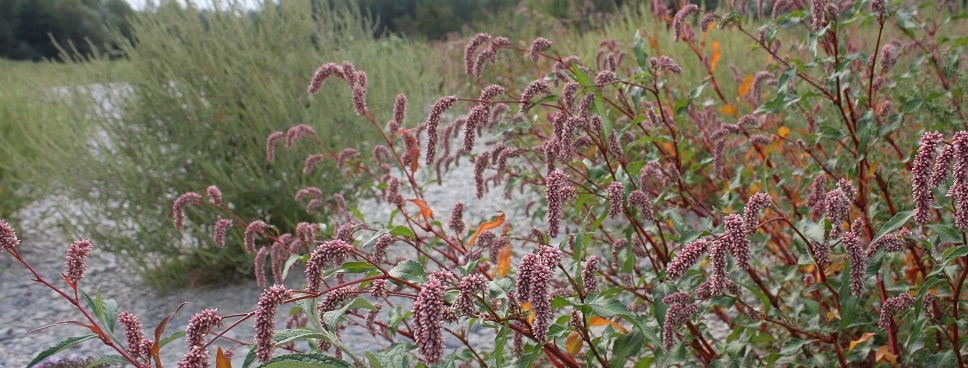 Polygonum persicaria - Renouée persicaire