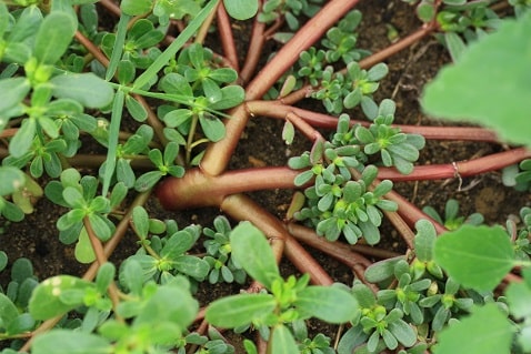 Pourpier - Portulaca oleracea