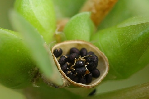 Pourpier - Portulaca oleracea