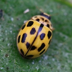 Propylea quatuordecimpunctata - Coccinelle à 14 points