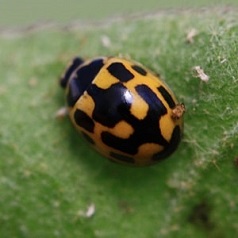 Propylea quatuordecimpunctata - Coccinelle à 14 points