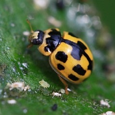 Propylea quatuordecimpunctata - Coccinelle à 14 points