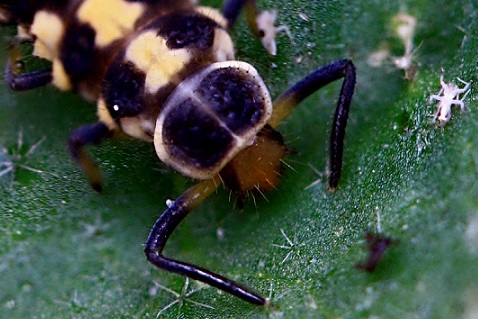 Propylea quatuordecimpunctata - Coccinelle à 14 points larve