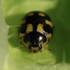 Propylea quatuordecimpunctata - Coccinelle à 14 points
