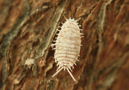 Cochenille farineuse - Pseudococcus viburni