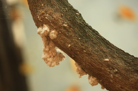 Cochenille farineuse - Pseudococcus viburni
