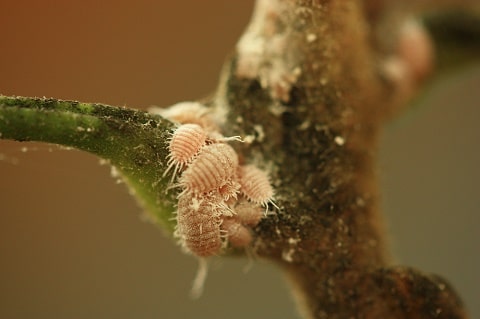 Cochenille farineuse - Pseudococcus viburni