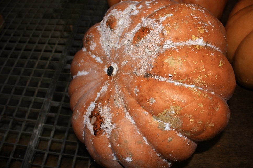 Cochenille farineuse - Pseudococcus viburni