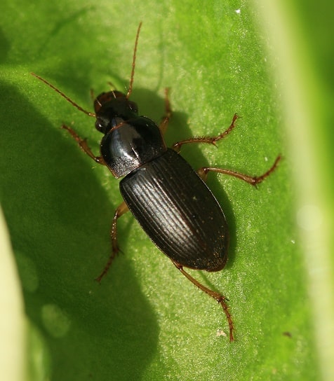 Pseudoophonus rufipes - Ophone à pattes rousses