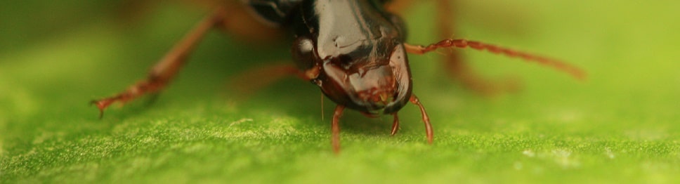 Pseudoophonus rufipes - Ophone à pattes rousses