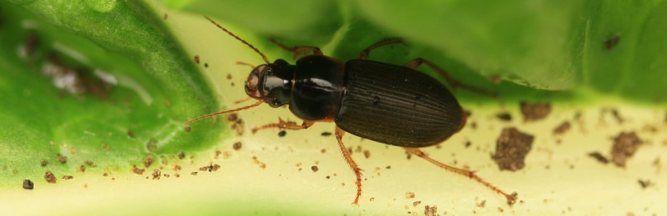 Pseudoophonus rufipes - Ophone à pattes rousses