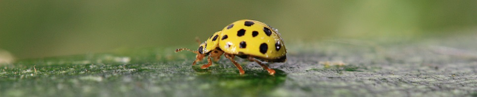 Psyllobora vigintiduopunctata - Coccinelle à 22 points