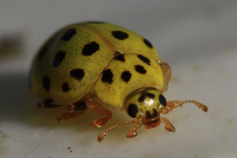 Psyllobora vigintiduopunctata - Coccinelle à 22 points