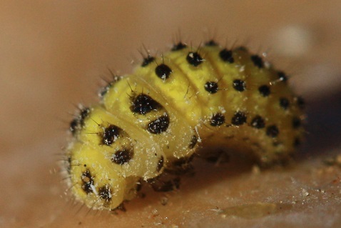 Psyllobora vigintiduopunctata - Coccinelle à 22 points