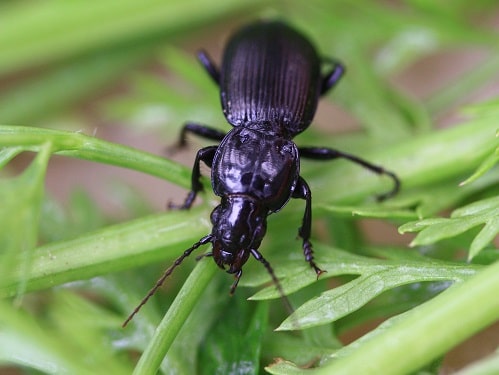 Pterostichus sp.