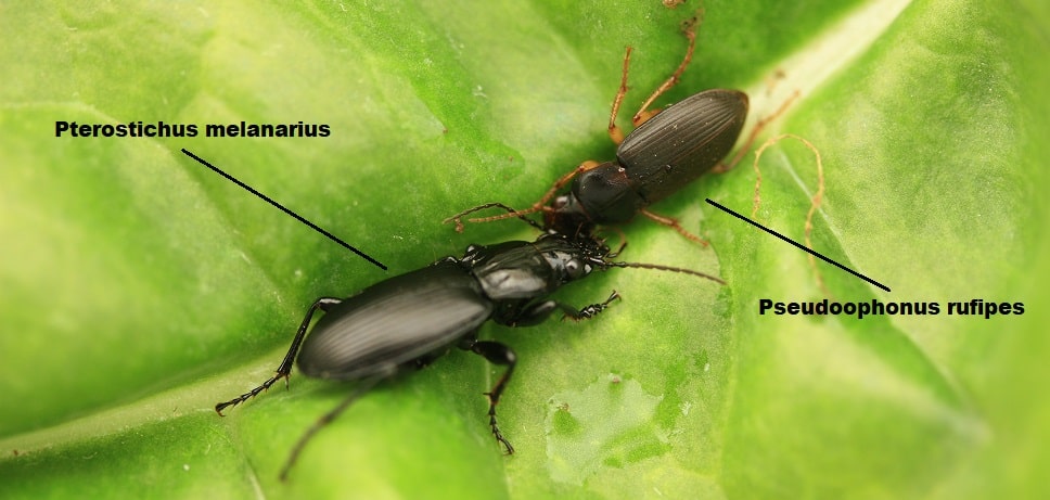 Pterostichus sp.