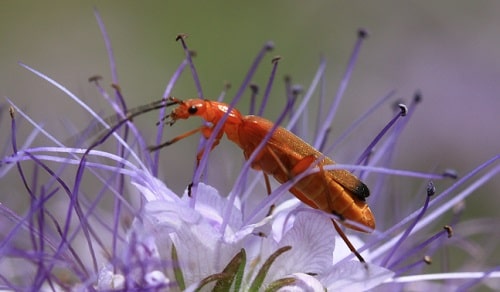 Rhagonycha fulva - Cantharide fauve