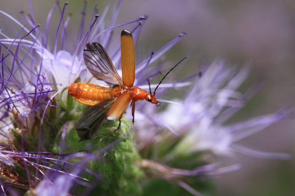 Rhagonycha fulva - Cantharide fauve