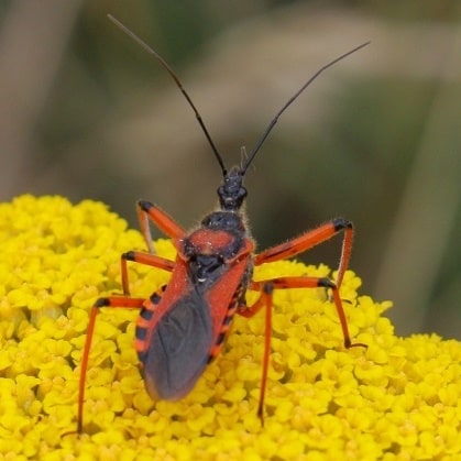 Rhynocoris iracundus - Réduve irascible