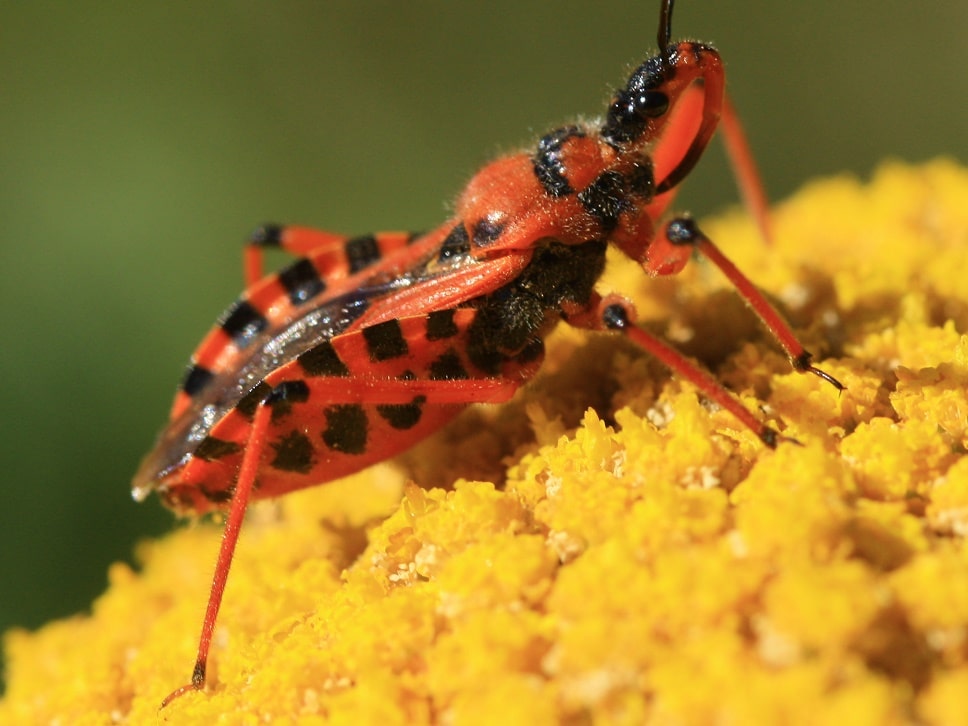 Rhynocoris iracundus - Réduve irascible