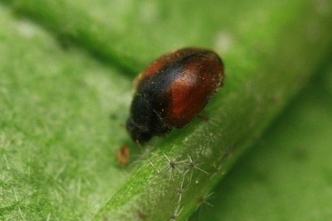 Scymnus interruptus - Coccinelle interrompue
