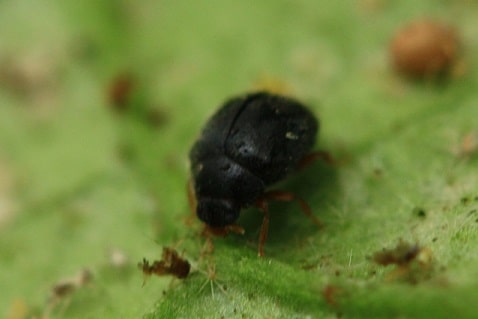 Scymnus interruptus - Coccinelle interrompue