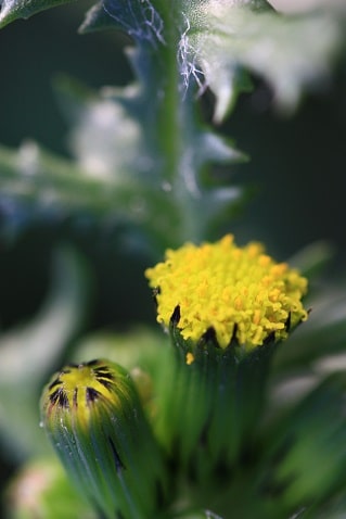 Senecio vulgaris - Sénéçon commun