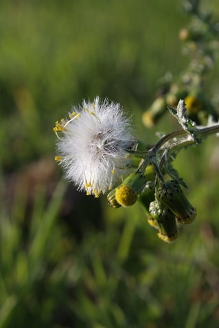 Senecio vulgaris - Sénéçon commun
