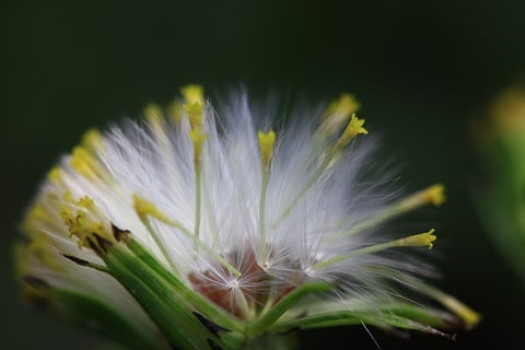 Senecio vulgaris - Sénéçon commun