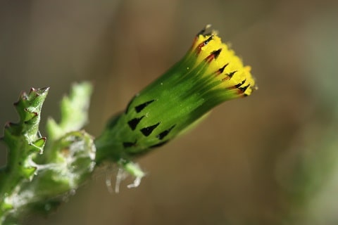 Senecio vulgaris - Sénéçon commun