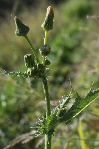 Sonchus asper - Laiteron râpeux