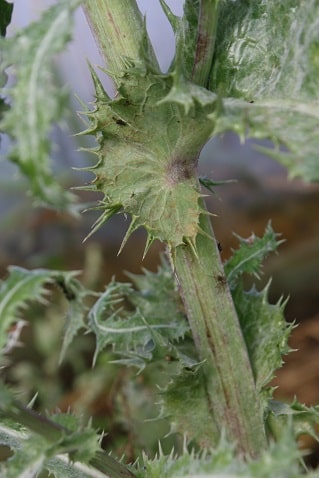 Sonchus asper - Laiteron râpeux