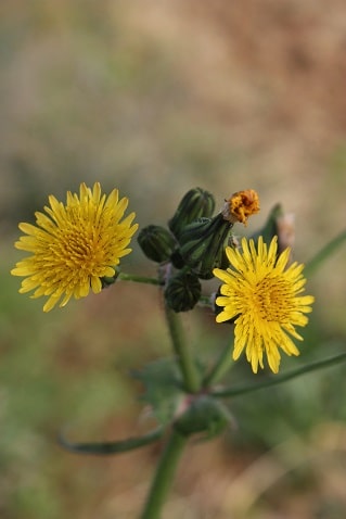 Sonchus asper - Laiteron râpeux