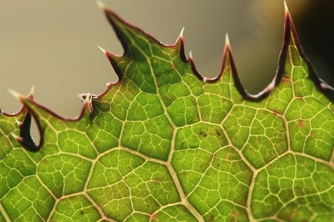 Sonchus asper - Laiteron râpeux