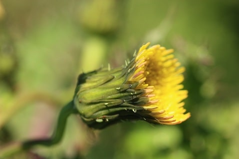 Sonchus asper - Laiteron râpeux