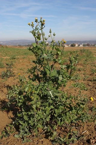 Sonchus oleraceus - Laiteron des jardins
