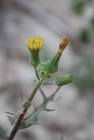Sonchus oleraceus - Laiteron des jardins