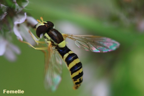 Sphaerophoria scripta - syrphe porte-plume