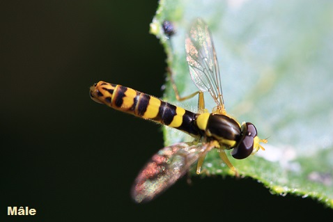 Sphaerophoria scripta - syrphe porte-plume