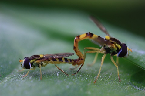 Sphaerophoria scripta - syrphe porte-plume