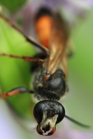 Sphex funerarius - Sphex gryllivore