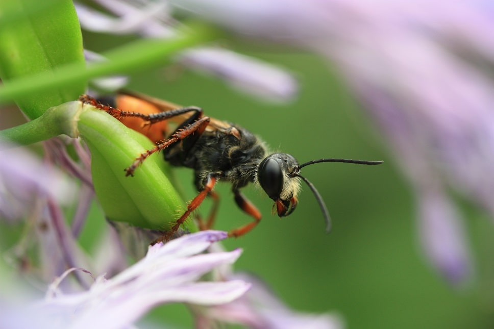 Sphex funerarius - Sphex gryllivore