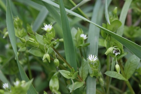 Mouron des oiseaux - Stellaria media