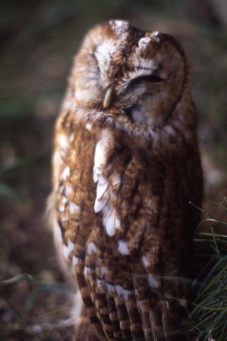 Strix aluco - Chouette hulotte