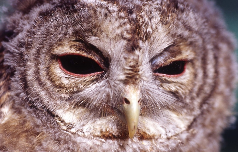 Strix aluco - Chouette hulotte