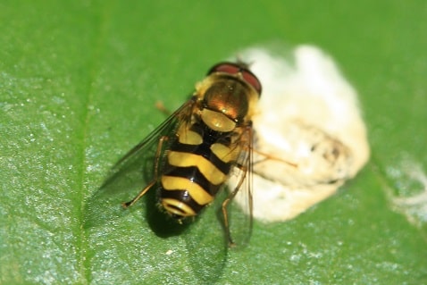 Syrphus vitripennis - Syrphe vitripennis