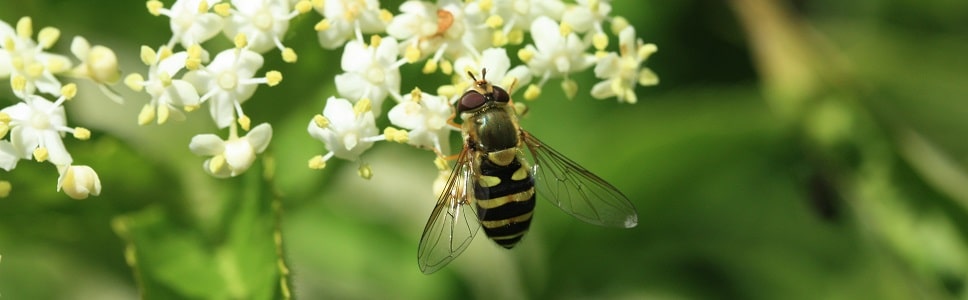 Syrphus vitripennis - Syrphe vitripennis