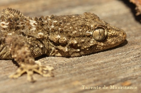 Tarente de Mauritanie - tarentola_mauritanica